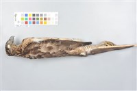 鳳頭蒼鷹藏品圖，第5張